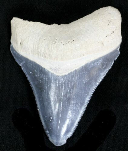 Serrated, Grey Bone Valley Megalodon Tooth #21551
